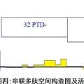 空間結(jié)構(gòu)對抗病毒肽活性的影響：p14肽及