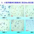 淫羊藿總黃酮對(duì)絲裂霉素致小鼠骨髓淋巴細(xì)胞遺傳突變的保護(hù)作用研究