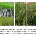 白松根特異啟動子PmPsPR10-800驅(qū)動TaNHX2基因提高水稻耐鹽性研究