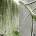 冷凝水回收微灌天然植物窗簾遮陽技術(shù)