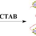 明膠與CTAB復(fù)合模板法制備介孔材料及其在酶固定化中的研究