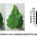 楊樹單寧合成途徑中關(guān)鍵酶基因LARs的克隆及功能解析