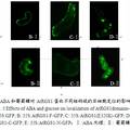 擬南芥G蛋白信號(hào)轉(zhuǎn)導(dǎo)調(diào)節(jié)蛋白（AtRGS1蛋白）的亞細(xì)胞定位與表達(dá)