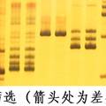 水稻卷葉基因RL11的遺傳分析和分子定位