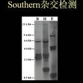 銀杏CONSTANS基因的克隆與序列分析