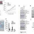 TNFα-Tumstatin54-132/IL-24基因修飾的間質(zhì)干細(xì)胞抗腫瘤研究