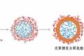 綠色“心”材——一種水相制備新型抗凝抑菌生物親合材料