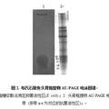 石斑魚抗菌肽的分離純化及其活性分析