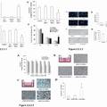 TNFα-Tumstatin54-132/IL-24基因修飾的間質(zhì)干細(xì)胞抗腫瘤研究