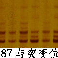 水稻卷葉基因RL11的遺傳分析和分子定位