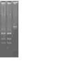 GFP標(biāo)記用于廢水生物強(qiáng)化處理監(jiān)測(cè)的研究