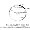 截短的豬戊型肝炎病毒ORF2基因克隆與重組蛋白的原核表達