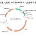 血管內(nèi)皮生長因子VEGF165類似物的制備及活性評價