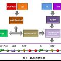 大腸桿菌內(nèi)基因計時開關(guān)的設(shè)計及應用