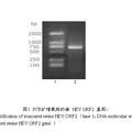 截短的豬戊型肝炎病毒ORF2基因克隆與重組蛋白的原核表達