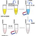 磁性碳納米管的合成及其在質(zhì)粒DNA純化中的應用研究