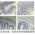 GLP-2保護(hù)應(yīng)激性潰瘍大鼠腸道屏障功能的初步研究