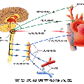 LED紅、藍(lán)光對(duì)家兔血壓影響的研究