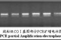 基于線粒體COⅠ基因探討家雞遺傳變異