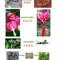 土家族傳統(tǒng)藥用植物彩色圖典