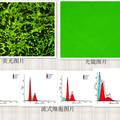 抗癌藥物羥基喜樹堿對神經(jīng)細(xì)胞毒副作用的研究