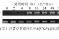 超表達MfCOR1提高轉(zhuǎn)基因煙草抗寒性和生物量