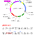 用于蛋白間互作研究的雙分子熒光互補（BiFC）操作平臺的構建及應用