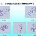 淫羊藿總黃酮對(duì)絲裂霉素致小鼠骨髓淋巴細(xì)胞遺傳突變的保護(hù)作用研究