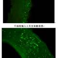 新型膽管仿生支架的實(shí)驗(yàn)研究