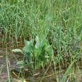 壺流河流域濕地植被優(yōu)勢種間關(guān)系分析