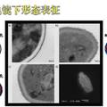 仿生趨磁微生物的研制