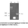 創(chuàng)建可消化纖維素的轉(zhuǎn)基因家蠶