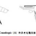 生命大爆發(fā)時期節(jié)肢動物進化的關(guān)鍵環(huán)節(jié)