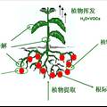 一種利用觀賞植物鳳仙花、牽牛花修復(fù)石油污染土壤的方法