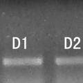 針?biāo)幉⒂脤?duì)單純性肥胖大鼠血清瘦素及下丘腦NPY基因表達(dá)的影響