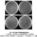 石斑魚抗菌肽的分離純化及其活性分析