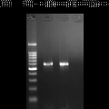 豬附紅細(xì)胞體病家兔感染模型的免疫指標(biāo)檢測 