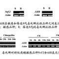 谷胱甘肽轉(zhuǎn)移酶SlGSTu1在斜紋夜蛾毒死蜱抗性作用的研究