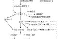 豬苓多糖抑制人膀胱癌細(xì)胞增殖和誘導(dǎo)凋亡作用及其分子機(jī)制研究