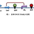 大腸桿菌內(nèi)基因計時開關(guān)的設(shè)計及應用