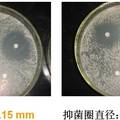 新型抗菌乳膠制品的研制