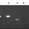 柯薩奇病毒B組3型感染胰島細胞的體外研究