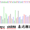 SDF-1α、c-MYC 蛋白調(diào)控速激肽受體-1-截短型mRNA表達(dá)的研究