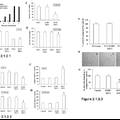 TNFα-Tumstatin54-132/IL-24基因修飾的間質(zhì)干細(xì)胞抗腫瘤研究