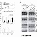 TNFα-Tumstatin54-132/IL-24基因修飾的間質(zhì)干細(xì)胞抗腫瘤研究