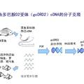 草魚垂體細(xì)胞中多巴胺D2受體的表達(dá)調(diào)控：一種維持促黃體生成素合成的新機(jī)制