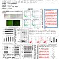 高糖環(huán)境下PEDF升高誘導(dǎo)血管內(nèi)皮細胞凋亡分子機制