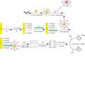 化學(xué)發(fā)光DNA生物傳感器的研究