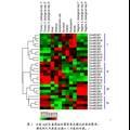 水稻ABCB轉(zhuǎn)運(yùn)蛋白基因的分子進(jìn)化和表達(dá)分析