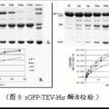 基于熒光蛋白標(biāo)簽的“夾心法”重組蛋白生產(chǎn)分離純化系統(tǒng)